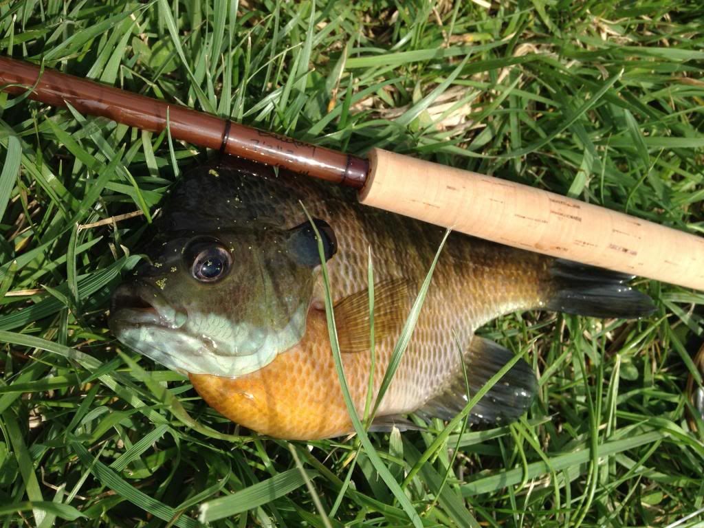 fishing rod for bluegill